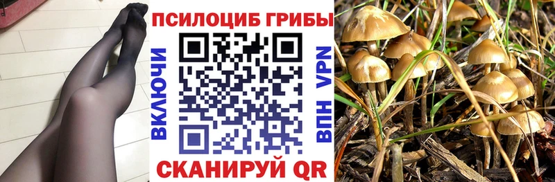 MEGA как зайти  где найти наркотики  Заволжск  Псилоцибиновые грибы Psilocybe 